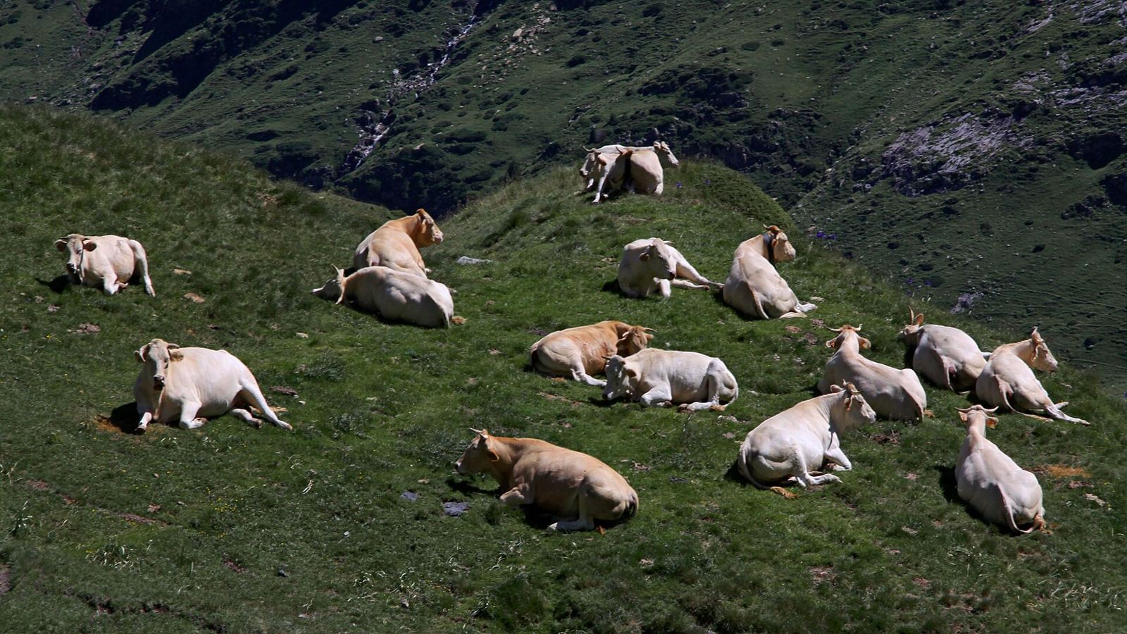 Cows grazing on high summer pastures