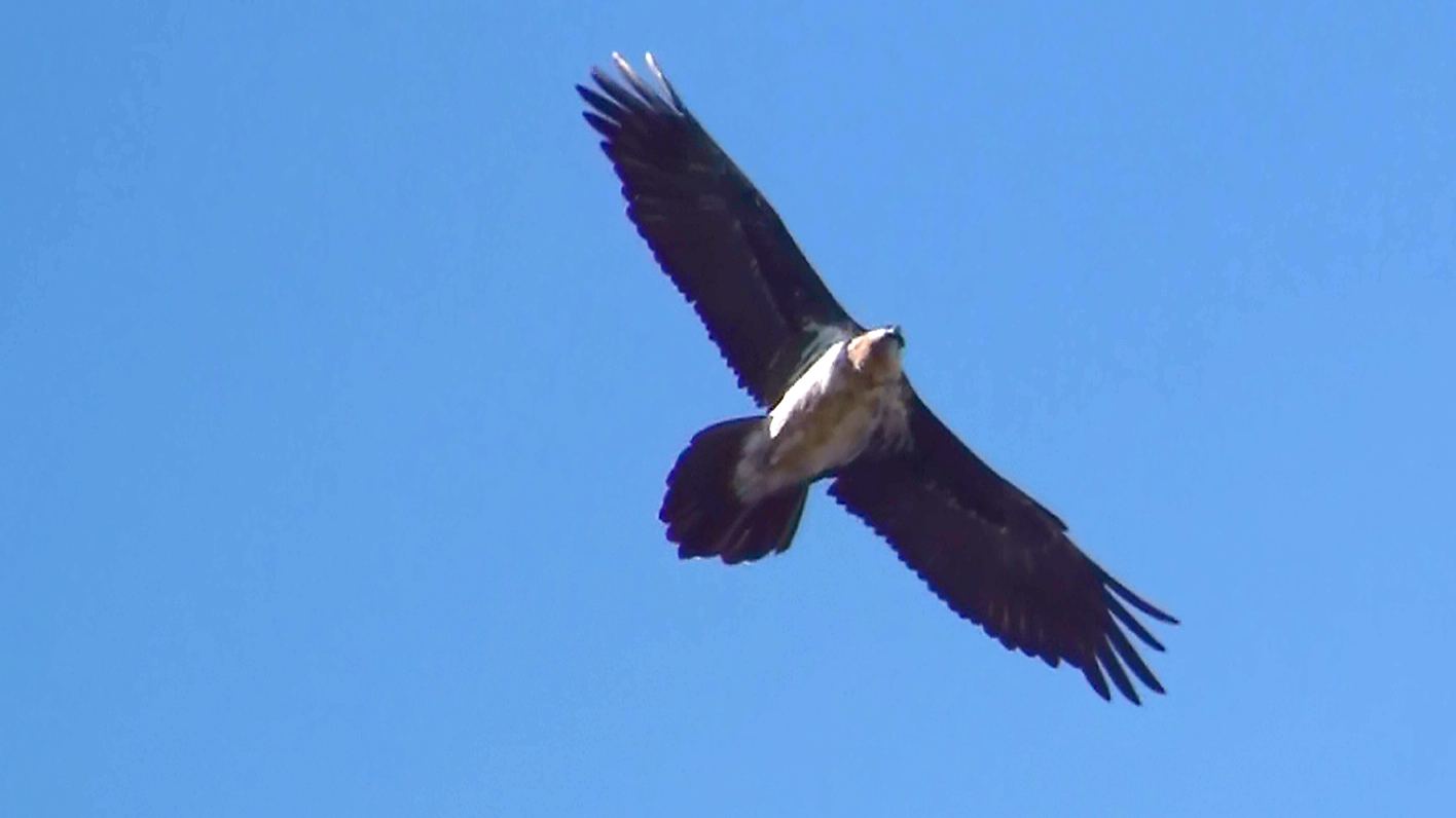 Pyrenees Wildlife: Vultures, Marmots, Izards & Bears