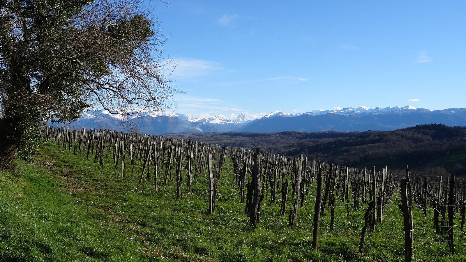 Jurançon vineyards facing the Pyrenees